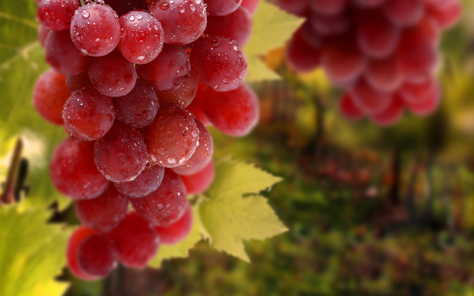 red_grapes_bunch-1600